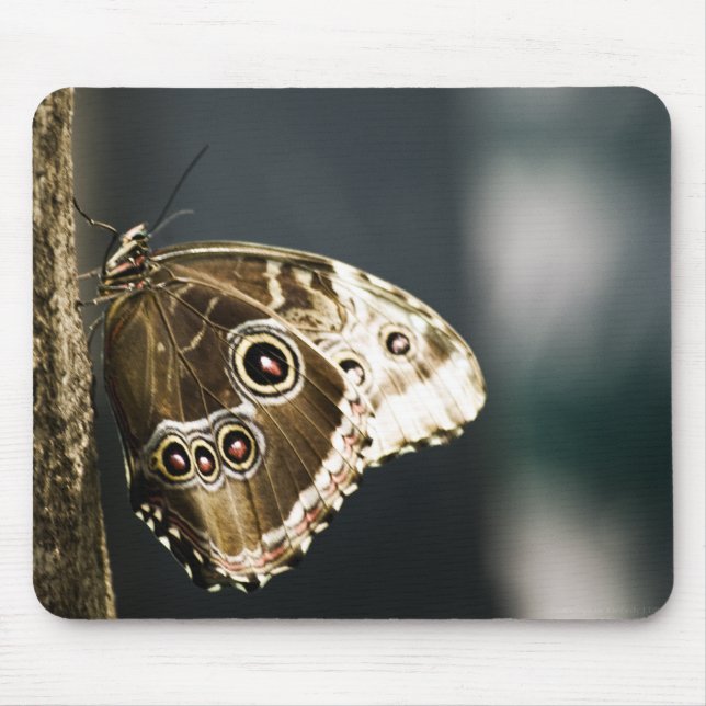 Tapis De Souris Morpho peleides Mousepad (Devant)