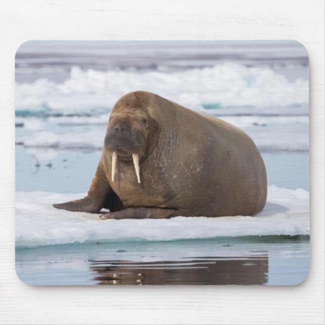 Tapis De Souris Morse se reposant sur la glace, Norvège (Devant)