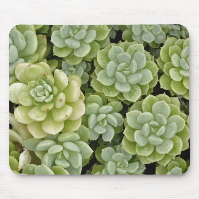 Tapis De Souris Motif de plante Sedum (Devant)