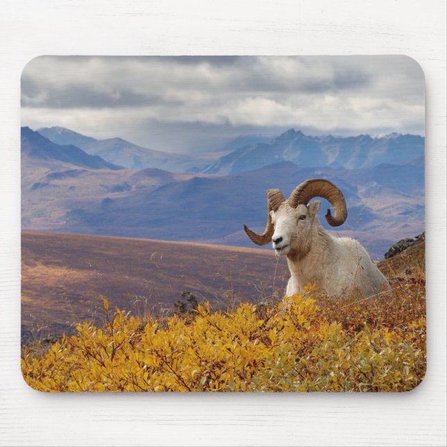 Tapis De Souris mouflon de Dall, Ovis dalli, bélier (Devant)