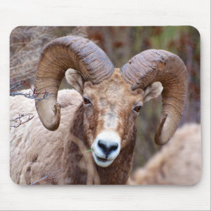 Tapis De Souris Mouflon des montagnes rocheuses