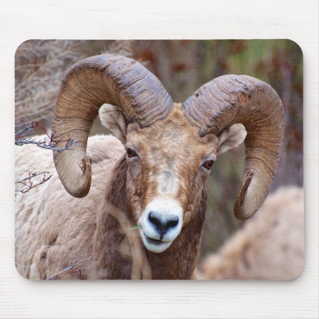 Tapis De Souris Mouflon des montagnes rocheuses (Devant)