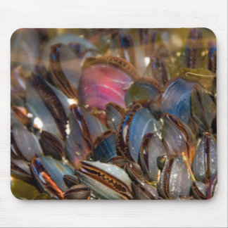 Tapis De Souris Moules sous l'océan