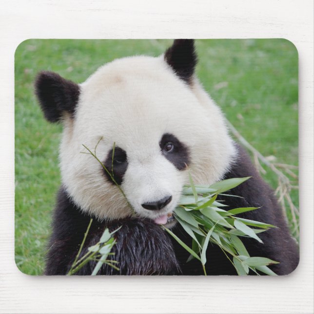 Tapis De Souris Mouse Pad Photo giant panda , animals 0261. (Devant)