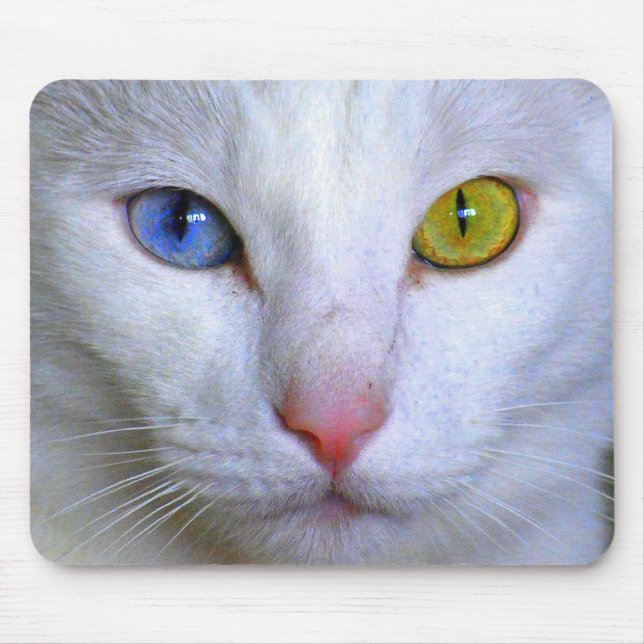 Tapis De Souris Mousepad angora turc (Devant)