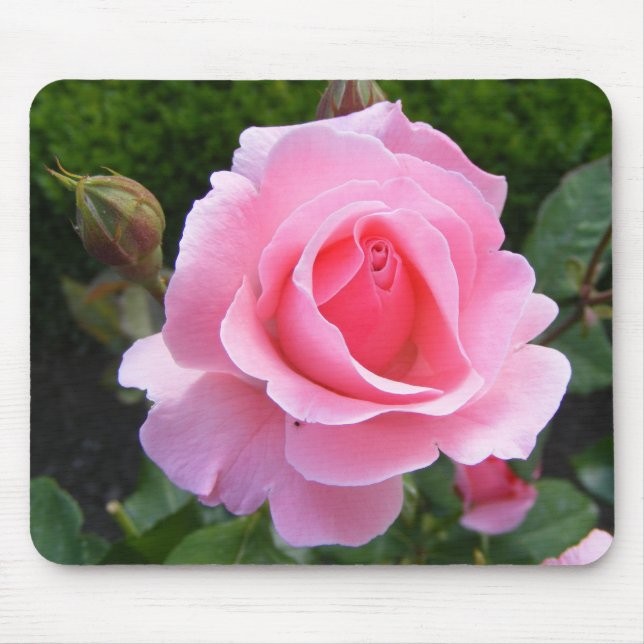 Tapis De Souris Mousepad avec une belle rose rose (Devant)