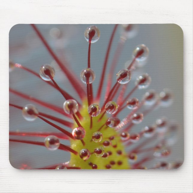 Tapis De Souris Mousepad collant de tentacules de Sundew (Devant)