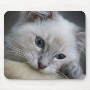 Tapis De Souris mousepad de chaton de ragdoll