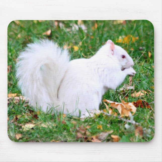 Tapis De Souris Mousepad - écureuil blanc (Devant)
