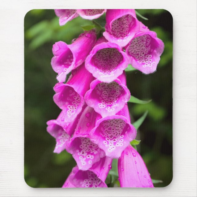 Tapis De Souris Mousepad Foxglove rose (Devant)