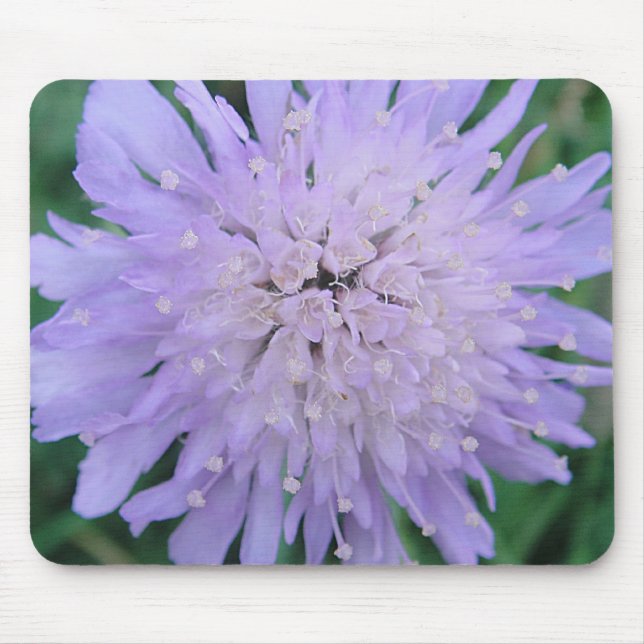Tapis De Souris Mousepad lila Scabiosa (Devant)