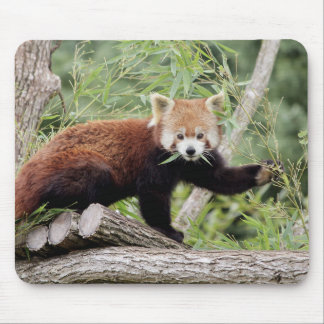 Tapis De Souris Mousepad.Panda rouge photo. Panda roux. les animau