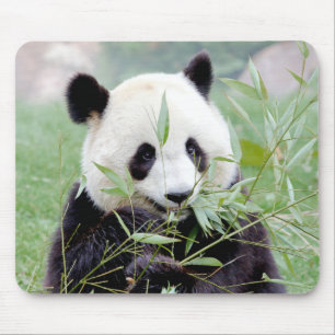 Tapis De Souris Mousepad. Photo giant panda. Panda geant.