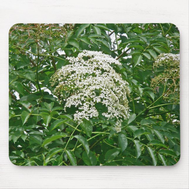 Tapis De Souris Mousepad (Sambucus canadensis) (Devant)