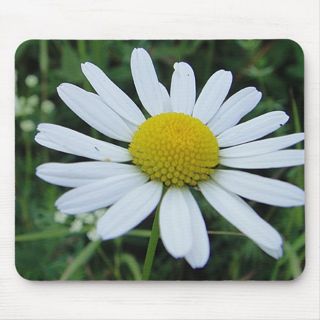 Tapis De Souris Mousepad weisse Margeritenblüte (Devant)