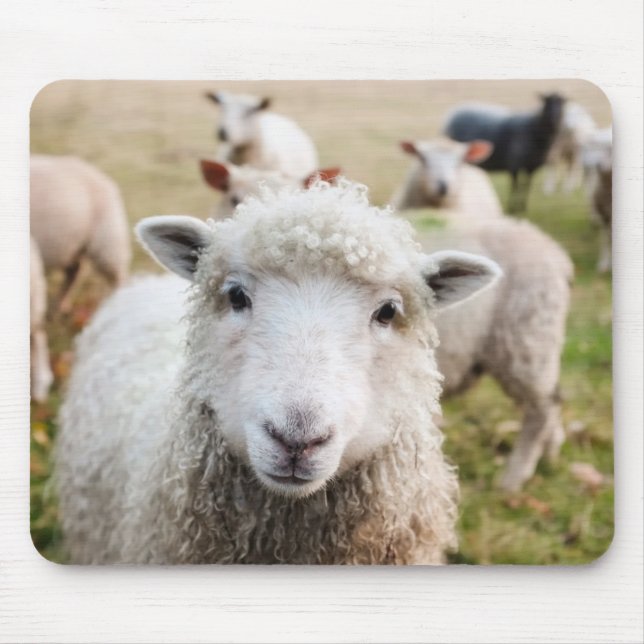 Tapis De Souris Mouton (Devant)