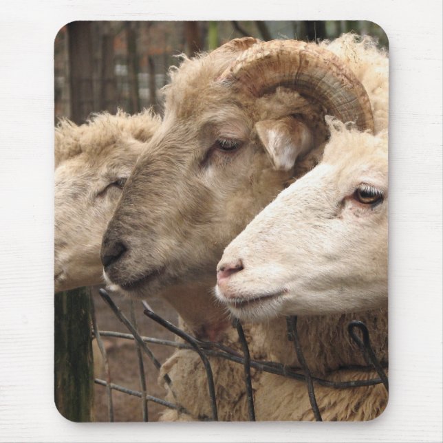Tapis De Souris mouton (Devant)
