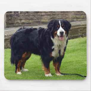 Tapis De Souris Mouton à chien de montagne bernois