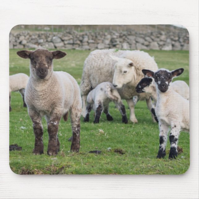 Tapis De Souris Mouton des Shetland (Devant)