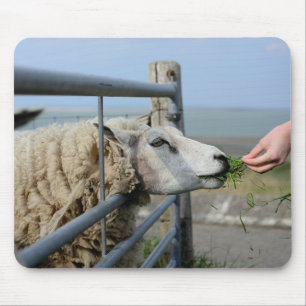 Tapis De Souris Mouton, Texel, Hollande