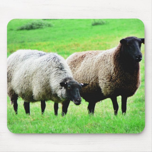 Tapis De Souris Moutons à tête noire (Devant)