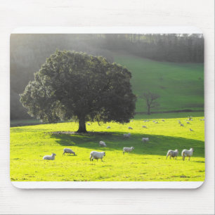 Tapis De Souris Moutons dans le soleil du matin