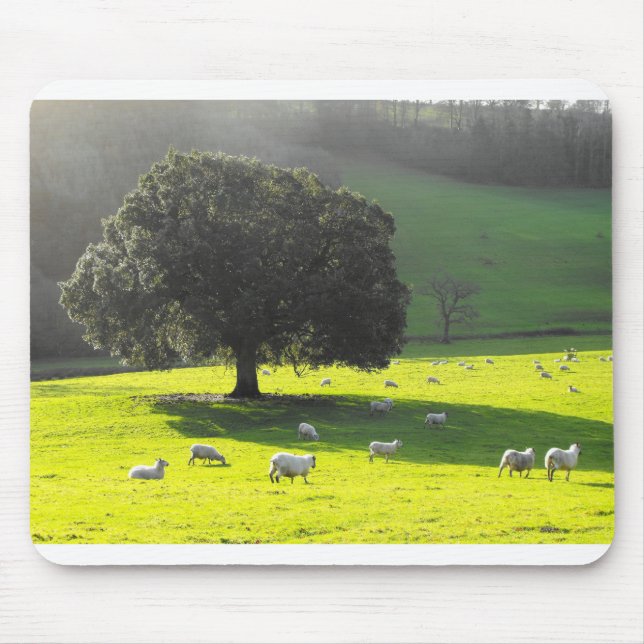 Tapis De Souris Moutons dans le soleil du matin (Devant)