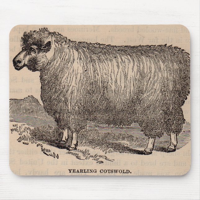 Tapis De Souris Moutons d'un an de Cotswold d'impression du 19ème (Devant)