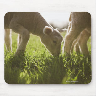 Tapis De Souris Moutons frôlant dans l'herbe