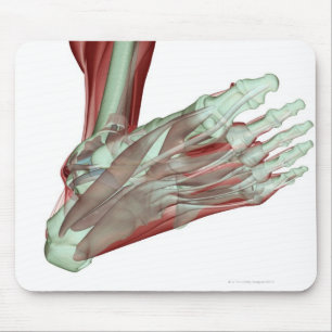 Tapis De Souris Musculoskeleton du pied 2