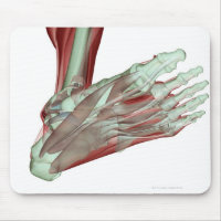 Musculosquelette du pied 2