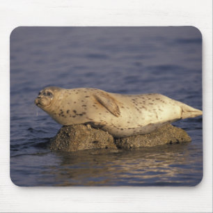 Tapis De Souris N.A., États-Unis, Californie, Monterey. Phoque co