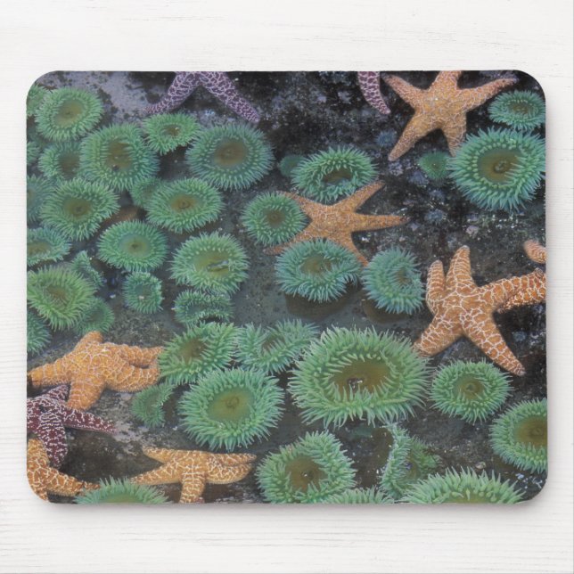 Tapis De Souris N.A., États-Unis, Washington, Parc National Olympi (Devant)