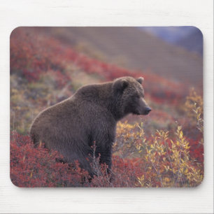 Tapis De Souris NA, États-Unis, Alaska, Parc national Denali. Une