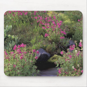 Tapis De Souris NA, États-Unis, Washington, Mt. Rainier NP, rose