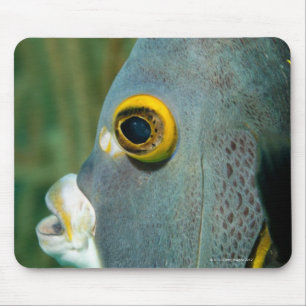 Tapis De Souris Néerlandais Antilles, Bonaire, plan rapproché