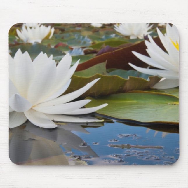 Tapis De Souris Nénuphar odorant (Nymphaea Odorata) sur Caddo (Devant)