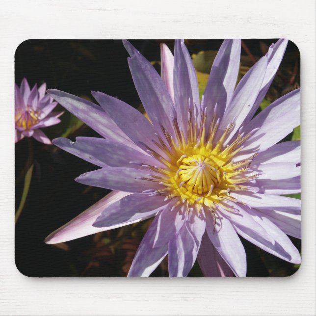 Tapis De Souris Nénuphar pourpre Mousepad (Devant)