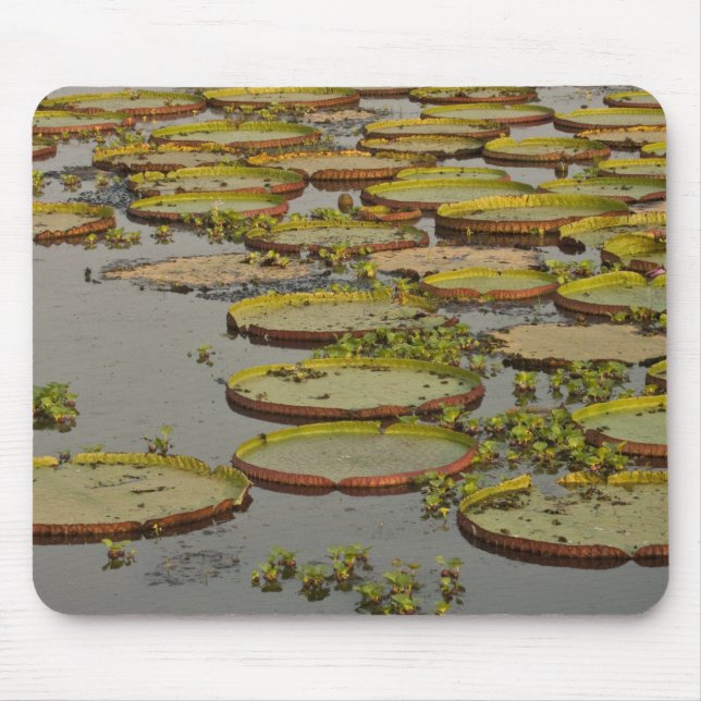 Tapis De Souris Nénuphars géants ou de Victoria Victoria amazonica (Devant)