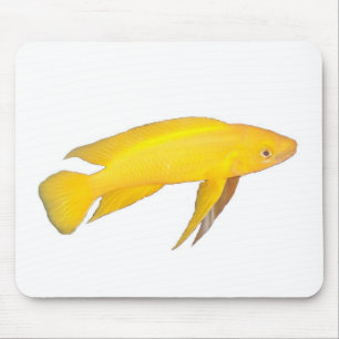 Tapis De Souris Néolamprologus leleupi