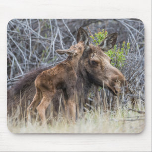 Tapis De Souris Newborn Moose Calf Nuzzling its Mother