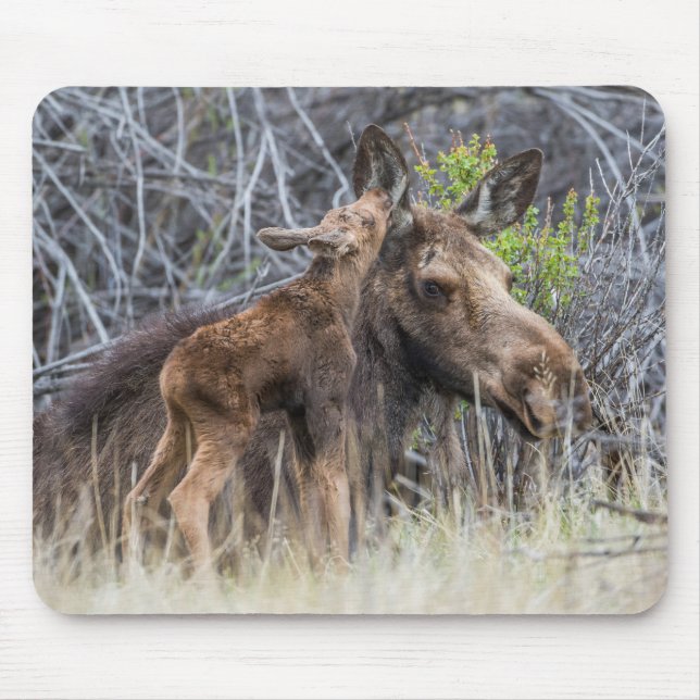 Tapis De Souris Newborn Moose Calf Nuzzling its Mother (Devant)