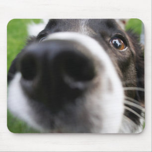 Tapis De Souris Nez de chien de border collie