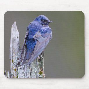 Tapis De Souris Nid de mâle martinet pourpré au-dessus du lac Samm