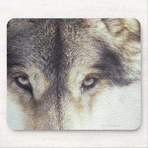 Tapis De Souris Nom latin : Lupus de Canis