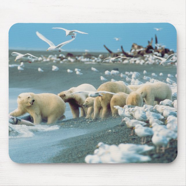 Tapis De Souris North Slope, Alaska. Ours polaires Ursus (Devant)