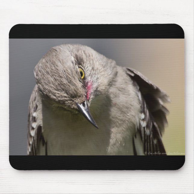 Tapis De Souris Northern Mockingbird prend un Bow Appareils & cade (Devant)