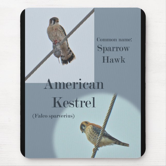 Tapis De Souris Objets de Kestrel Américain (Falco sparverius) (Devant)