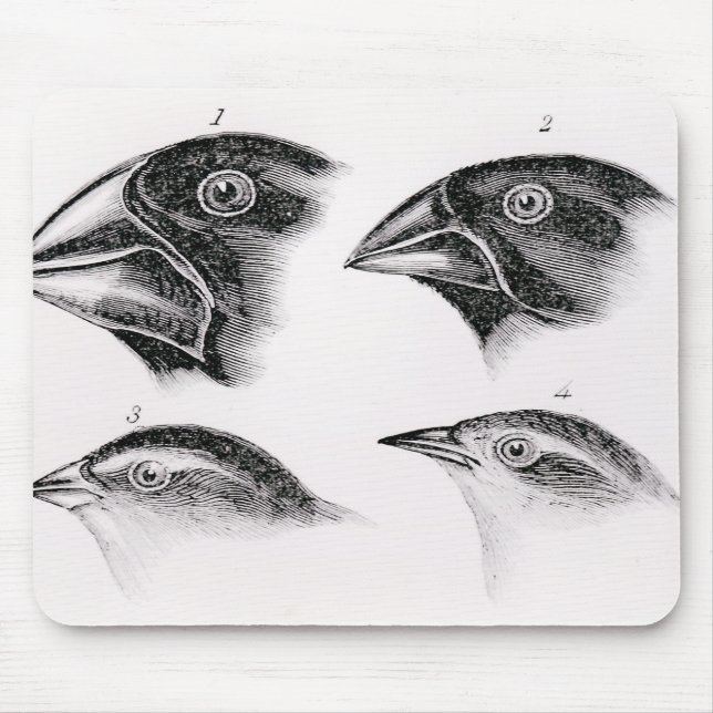 Tapis De Souris Observations de l'oiseau de Darwin (Devant)