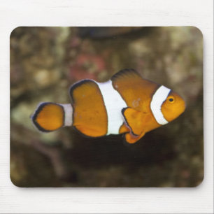 Tapis De Souris Ocellaris Clownfish